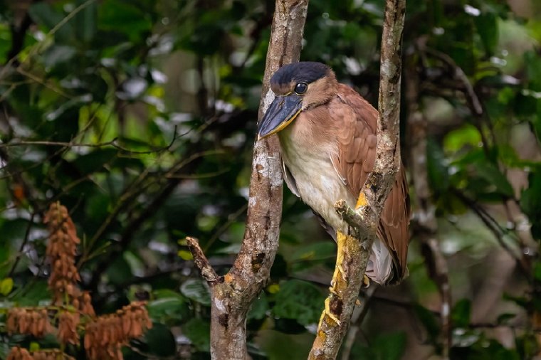 064 Noord Pantanal, schuitbekreiger.jpg